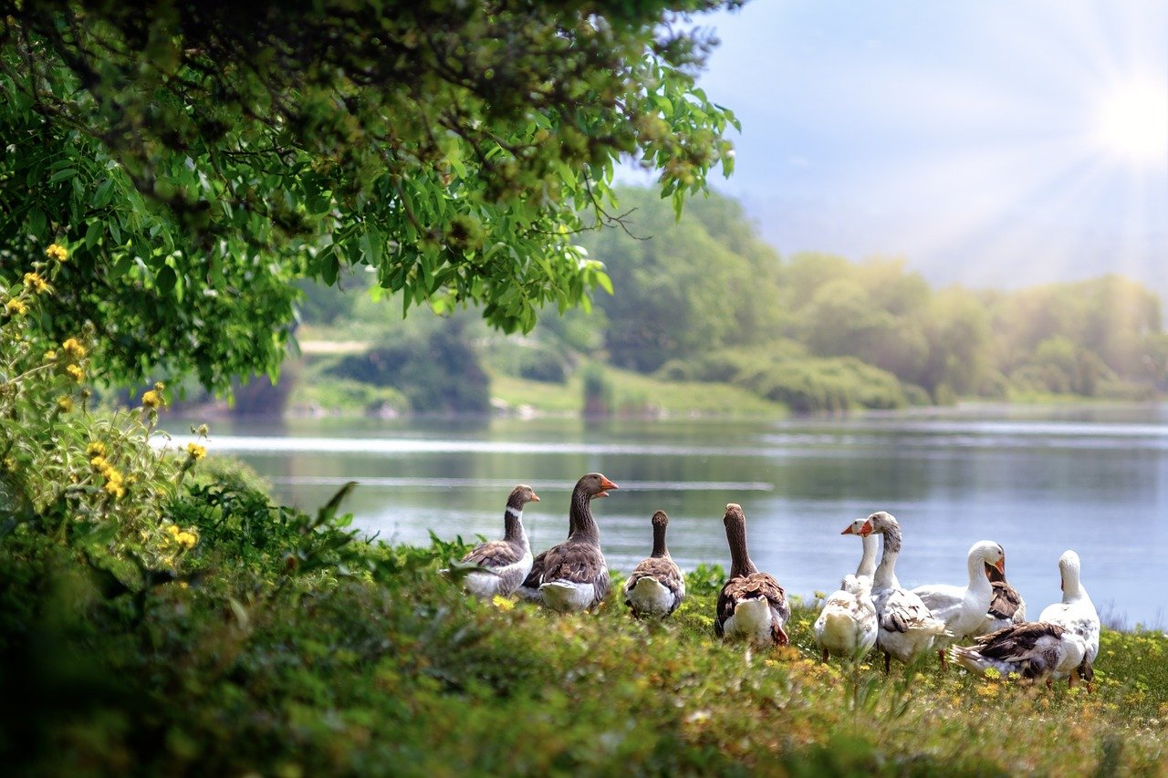 wild geese, waterfowl, flock